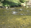 Nottawasaga River -AWARE Simcoe photo