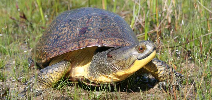 Endangered Blanding's Turtle