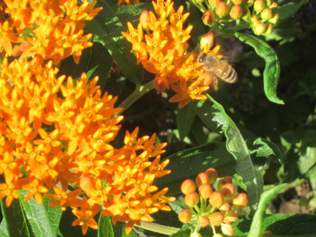 Honey-bee on Butterfly Milkweed