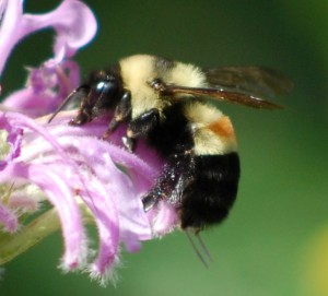 Rusty-backed bumblebee