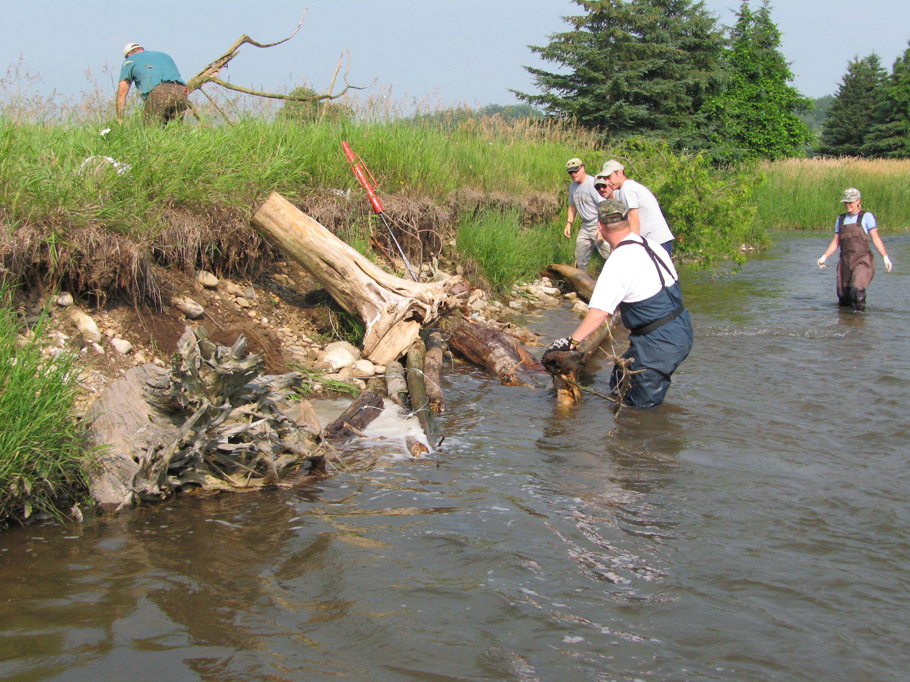 Nottawasaga Steelheaders at work on stream restoration