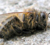 Dying bee