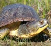 Blanding's Turtle - L.Crowley photo