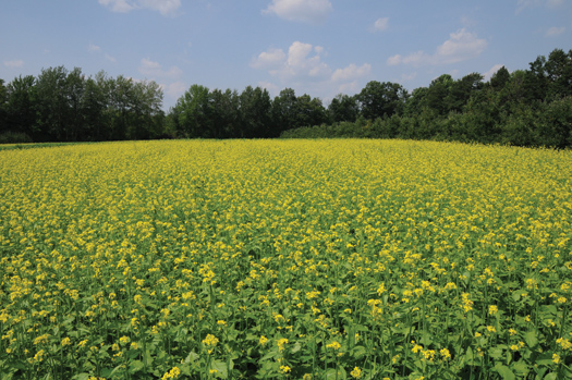 A cover crop of mustard - OMAFRA photo
