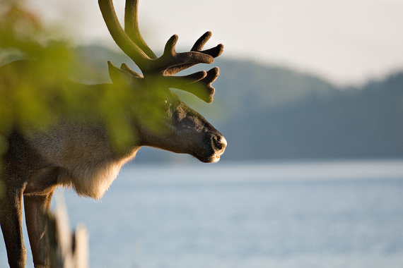Boreal caribou one of more than 150 at risk species in Ontario not getting full protection under the Endangered Species Act