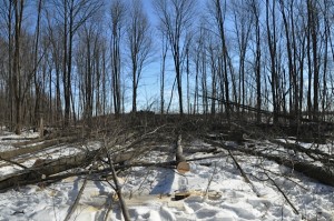 Cutting at Beeton Woods in March 2015