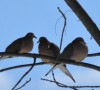 Mourning doves await fate in Beeton Woods