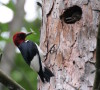 What lies ahead for Beeton Woods wildlife like this Red-headed Woodpecker, feeding young? -Jennifer Howard photo