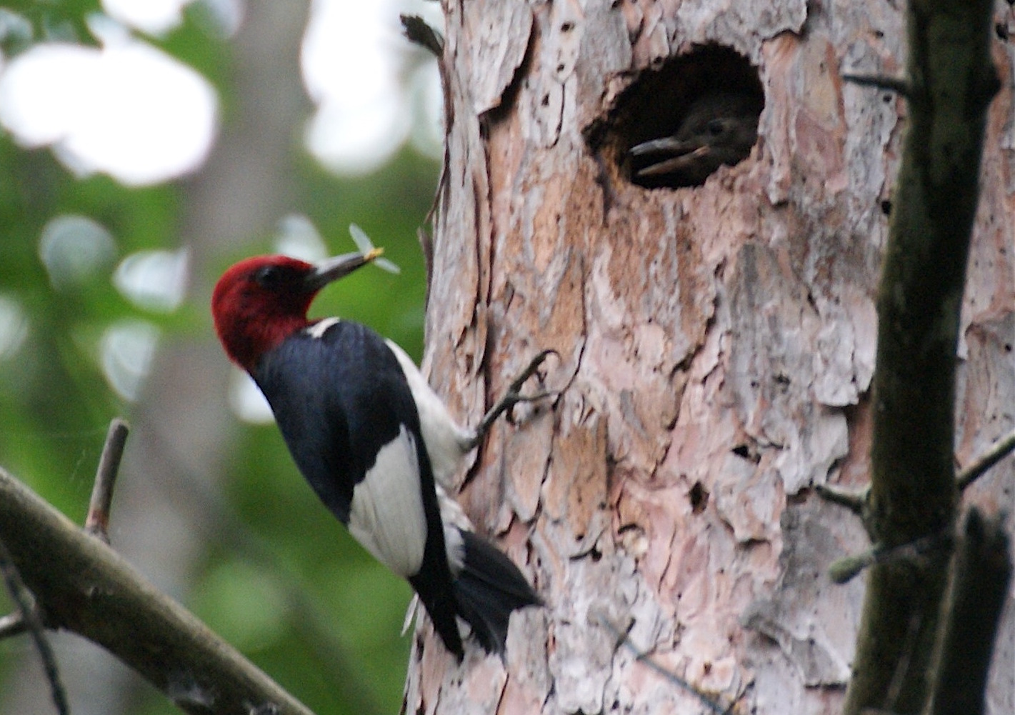 What lies ahead for Beeton Woods wildlife like this Red-headed Woodpecker, feeding young? -Jennifer Howard photo