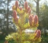 White spruce cones -AWARE Simcoe photo
