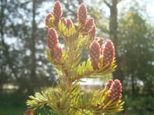 White spruce cones -AWARE Simcoe photo