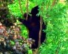 Bear takes refuge in a tree -CTV News