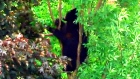 Bear takes refuge in a tree -CTV News