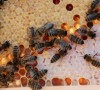 Omtario Beekeepers' Association