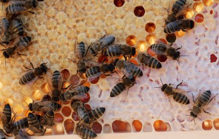 Omtario Beekeepers' Association