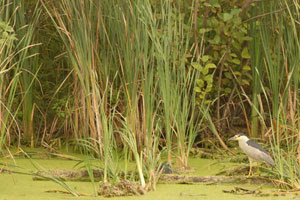 North Gwillimbury wetland