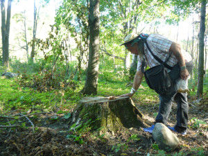 Danny Beaton examines the massive stump of an ancient maple at French's Hilll