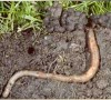 Earthworm in burrow