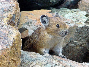 American pikas live in high mountain ecosystems that are cool and moist. Higher temperatures can cause the pikas to overheat. Unlike other mountain species that can move to higher altitudes in warming climates, pikas live so high on the mountain that there is nowhere for them to go and they could be the first mammal victim of climate change. WWF Global photo