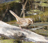 Song sparrow at Tiny Marsh -Barbara Crawford photo