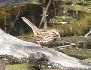 Song sparrow at Tiny Marsh -Barbara Crawford photo