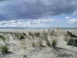 Sand dune vegetation
