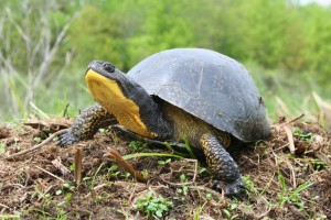 Blanding's Turtle -Joe Crowley photo