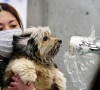 Looking back: A woman holds her dog as they are scanned for radiation in March 2011 at a scanning centre for residents living close to the Fukushima Daiichi nuclear power plant.