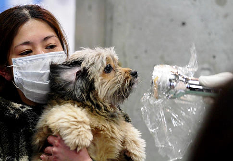 Looking back: A woman holds her dog as they are scanned for radiation in March 2011 at a scanning centre for residents living close to the Fukushima Daiichi nuclear power plant.