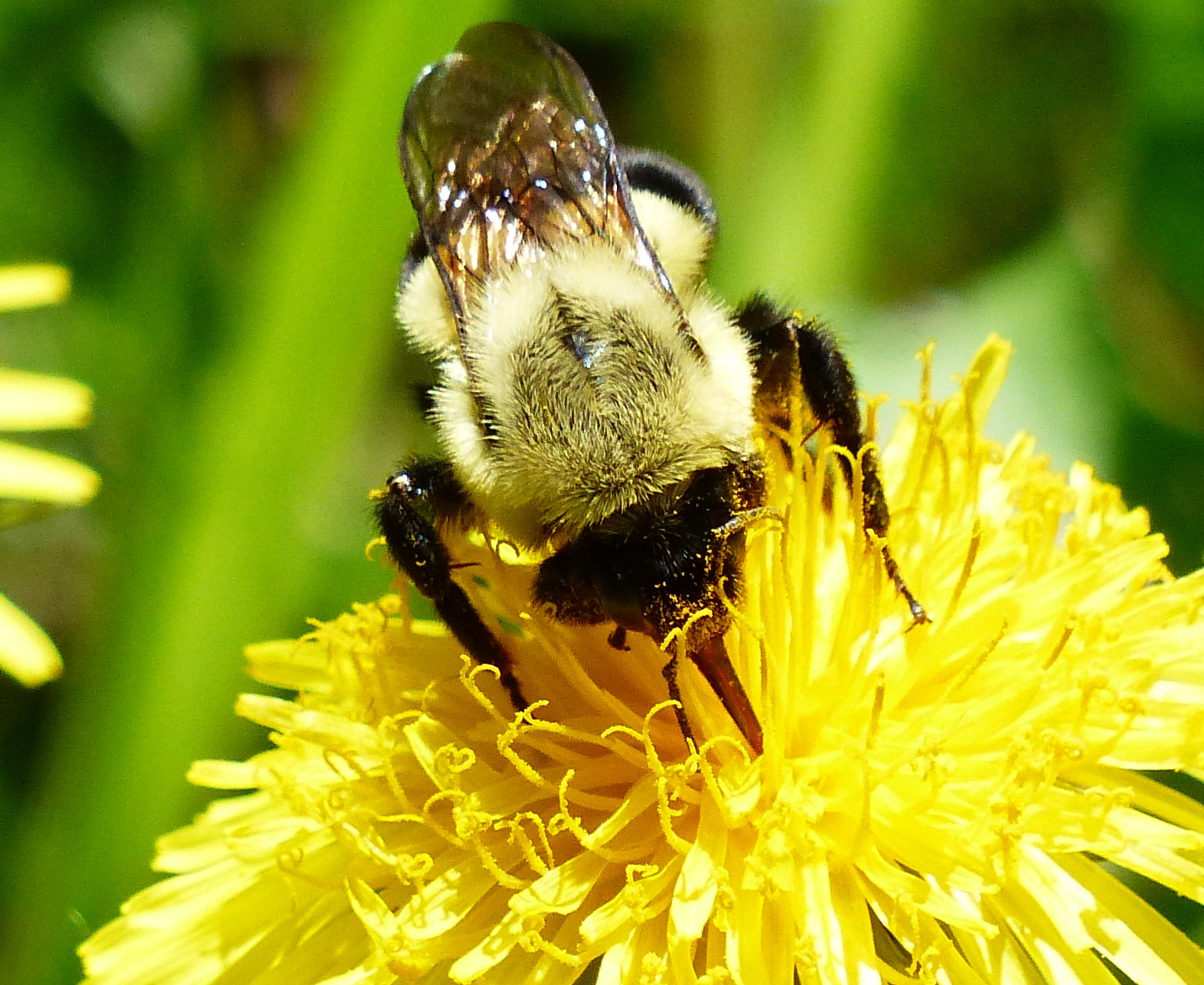 Bumble bee -Jennifer Howard photo