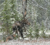 Moose -World Wildlife Fund photo