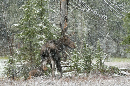 Moose -World Wildlife Fund photo