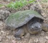 Snapping Turtle -Kate Harries photo