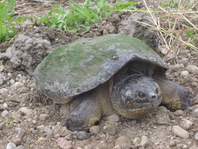 Snapping Turtle -Kate Harries photo