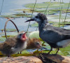 Black Tern chicks and parent -Jennifer Howard photo