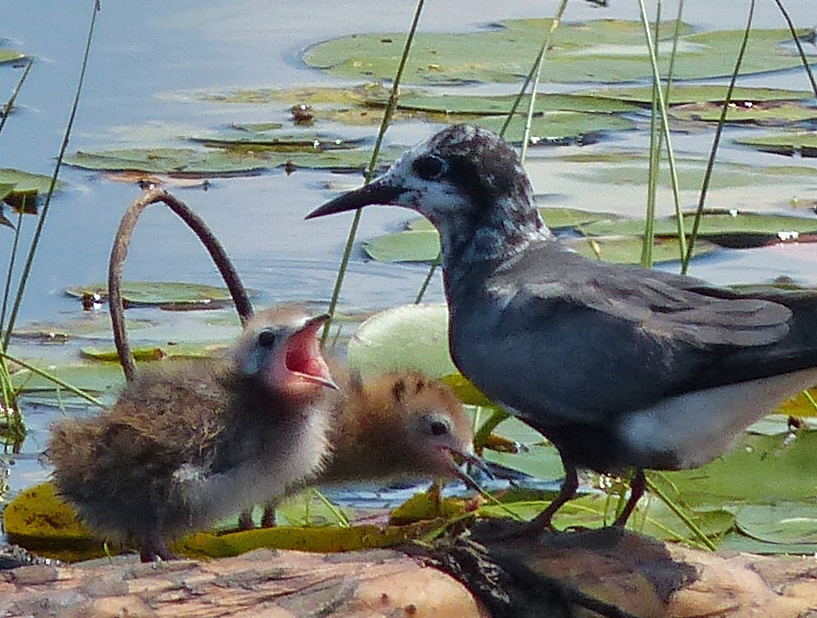 Black Tern chicks and parent -Jennifer Howard photo