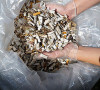 Cigarette butts are the most common litter item found on Lake Huron beaches -Lake Huron Centre for Coastal Conservation photo