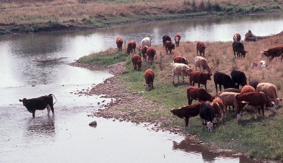 Livestock in a watercourse can lead to bacterial and other contamination -Ontario Soil and Crop Improvement Association photo