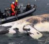 Researchers examine one of the North Atlantic right whales that have died in the Gulf of St. Lawrence
