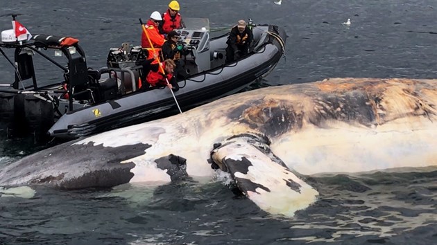 Researchers examine one of the North Atlantic right whales that have died in the Gulf of St. Lawrence