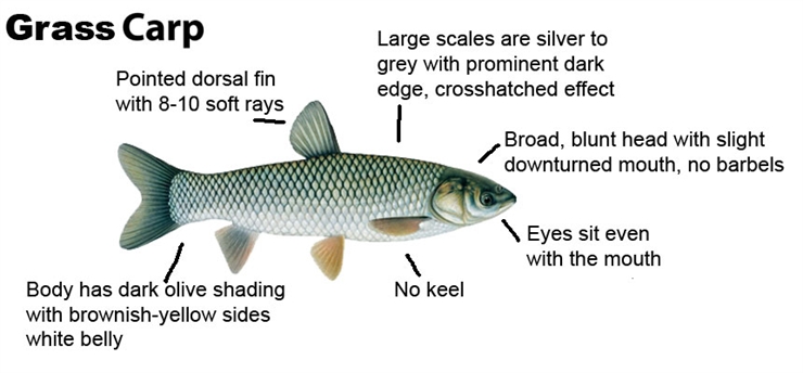 Grass Carp, from Tip of the Mitt Watershed Council