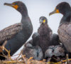 Double-crested Cormorants