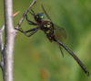Hine's Emerald Dragonfly