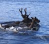 Woodland caribou swimming - Aikens Lake News photo