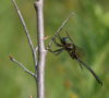 Hine's Emerald Dragonfly -Chris Evans photo