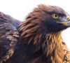 Endangered Golden Eagle