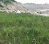 The landfill is being proposed for a pit currently operating as a limestone quarry. Andrew Lupton/CBC photo