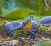 Blanding's Turtles