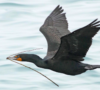 Call for Yakabuski and the MNRF to provide a science-based, detailed and peer-reviewed approach to resolve conflicts with cormorants