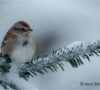 Tree Sparrow by Arni Stinnissen
